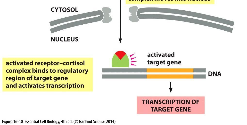 Inducible or