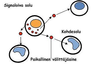 kasvutekijät, eikosanoidit sekä verisuonia laajentava