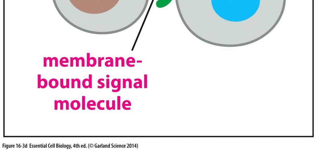 Solun pinnan molekyylit voivat sitoutua toisen solun pinnalla oleviin reseptoreihin, joiden kautta
