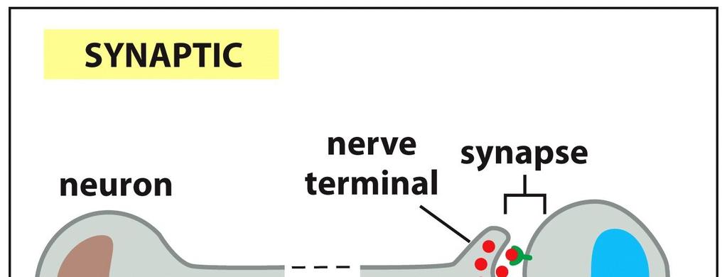 Synaptinen Synaptista viestintää tapahtuu hermosoluissa esim. hermosolun ja lihassolun välillä.
