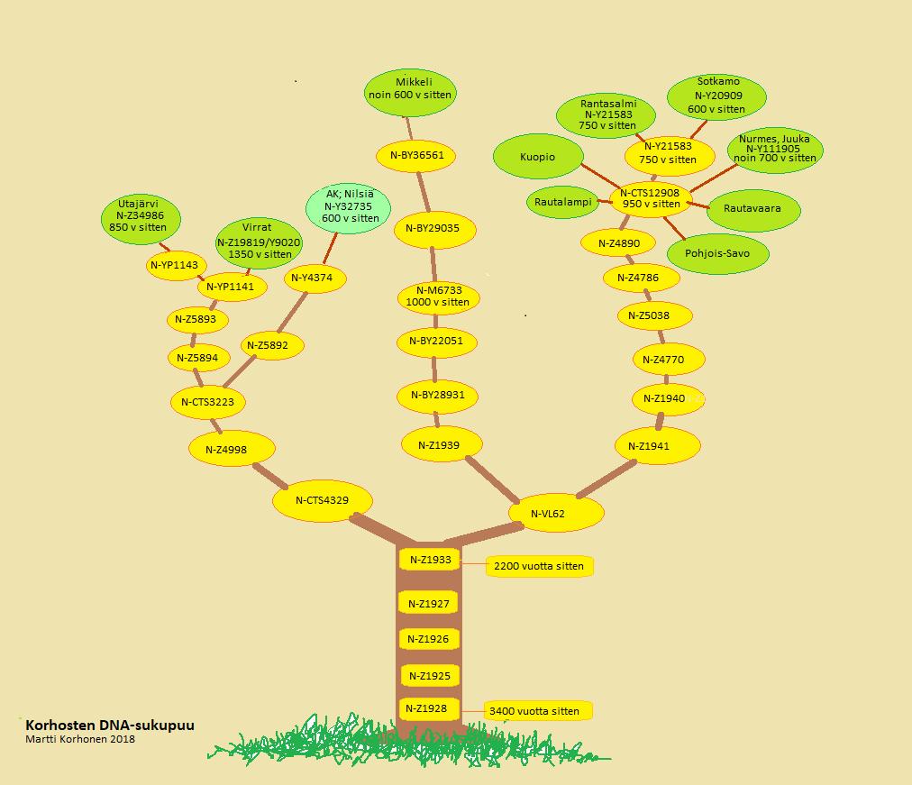 olisi voitu liittää haplosukupuuhun. Mitä useampia analyysejä tehdään, sitä tarkemmaksi käsitys Korhosten perimästä käy.