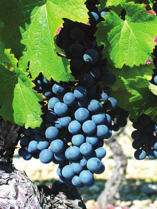 YLLÄ VASEMMALTA OIKEALLE J A C Q UÈ RE, M O N D E U SE N O I RE, ROUSSANNE (ELI BERGERON ) JA PERSAN. ALLA ALTESSE (ELI ROUSSETTE).
