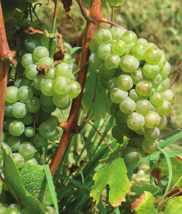 Taitavimpien tuottajien käsissä Roussanne-rypäleestä (paikallisesti Bergeron) tulee suurenmoista ja omintakeista valkoviiniä: hienossa tuoksussa on mantelia, aprikoosia ja