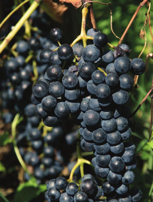 Jacquère-rypäle, Genevenjärveltä kotoisin oleva Chasselas ja Ayzen kylän punasavimaaperässä kasvanut Gringet.