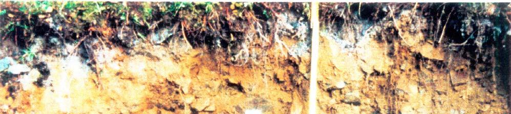 25 Kuva 9. Tutkimuskuopan POS-92-M71 seinämä kuopan pohjalta mineraalimaan pintaan. Maaperän stratigrafia kuopan senämästä on esitetty kuvassa 8 ja tutkimuskuopan sijainti kuvassa 7.