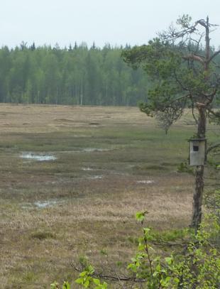 LIITE 3. PINTVLUTUSKENTTÄ Pintavalutuskenttä on tasainen turvepohjainen maa-alue, jolla kasvaa suokasvillisuutta.