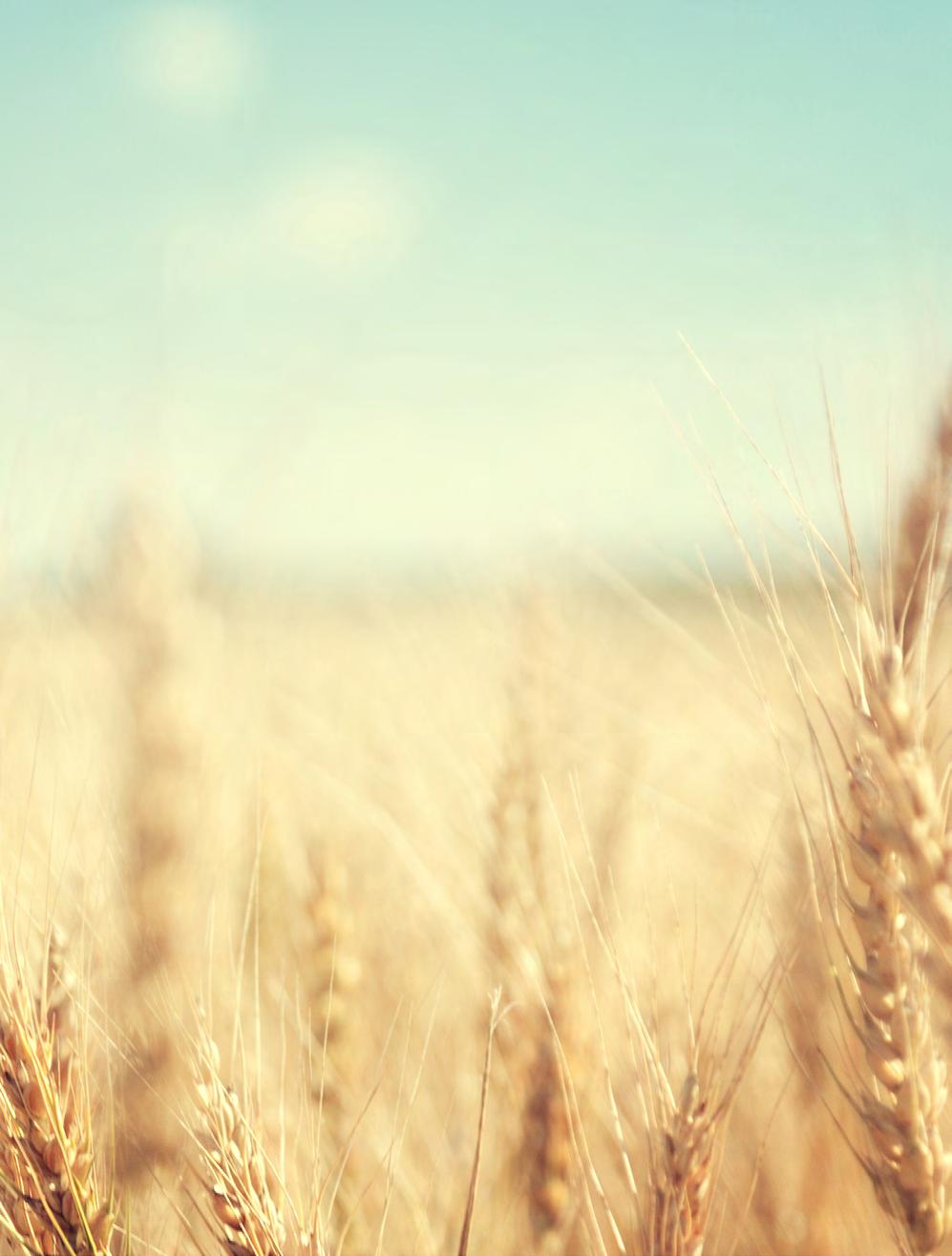 AINUTLAATUINEN RUOKAKETJU Pellolta pöytään Ruokaketju tulee tutuksi agrologi-, bio- ja elintarvikeinsinööri- sekä restonomiopiskelijoiden yhteisissä opinnoissa ja projekteissa.