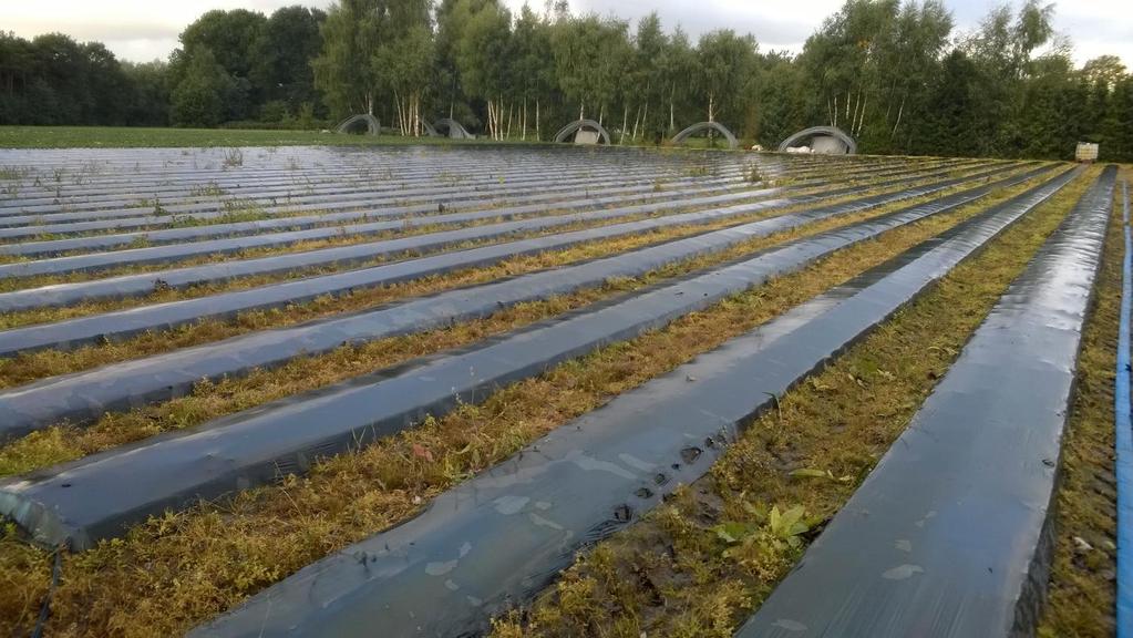 Kevätistutus pellolle Penkit valmiiksi syksyllä Tunnelikaaret ja -muovit marras-/helmikuussa Rivikate keväällä musta,