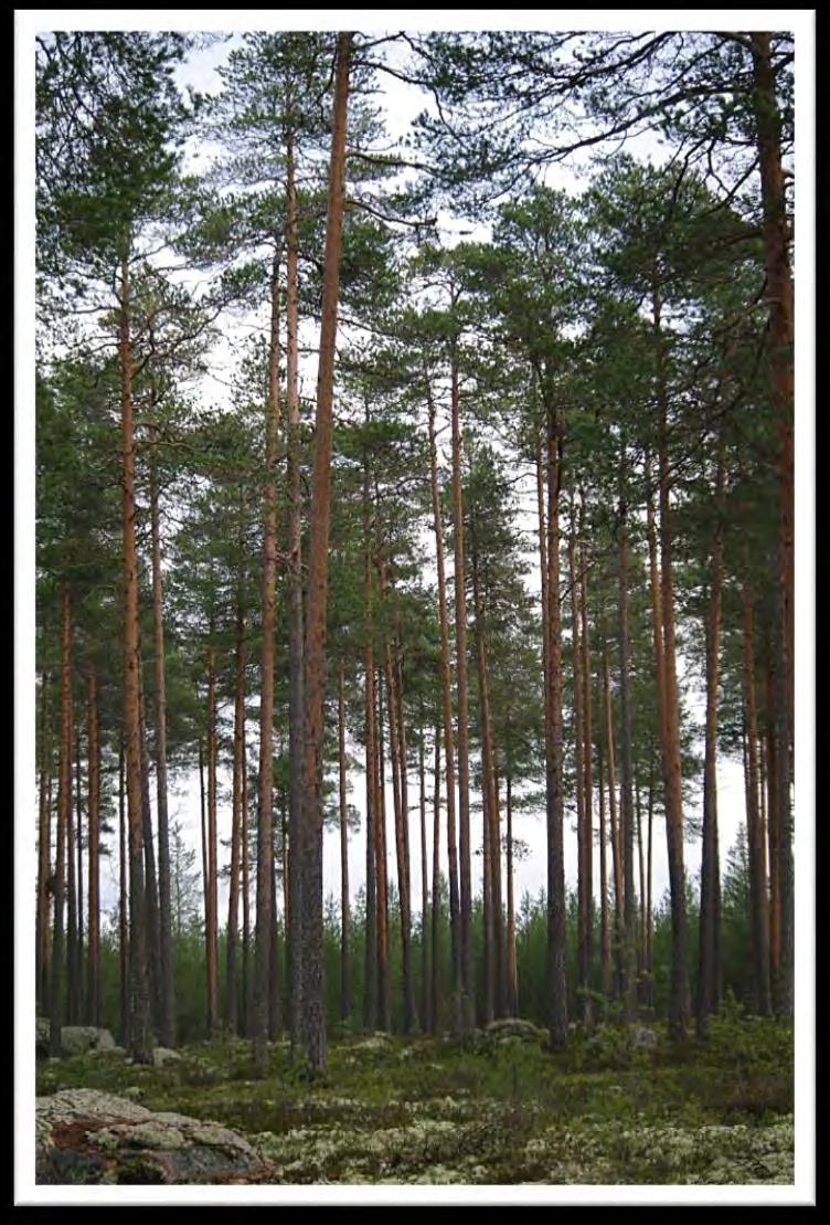 Kasvupaikat Kasvupaikat perustuvat Cajanderin metsätyyppioppiin Kasvupaikat on kehitetty kuvaamaan metsän puuntuotoskykyä Kasvupaikkojen määritys