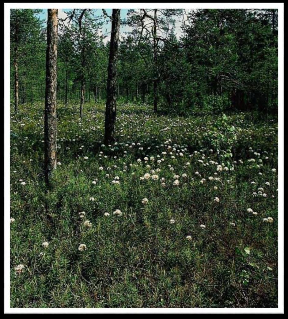 Räme Rämeet ovat puustoisia soita, joiden pääpuulaji on lähes poikkeuksetta mänty.