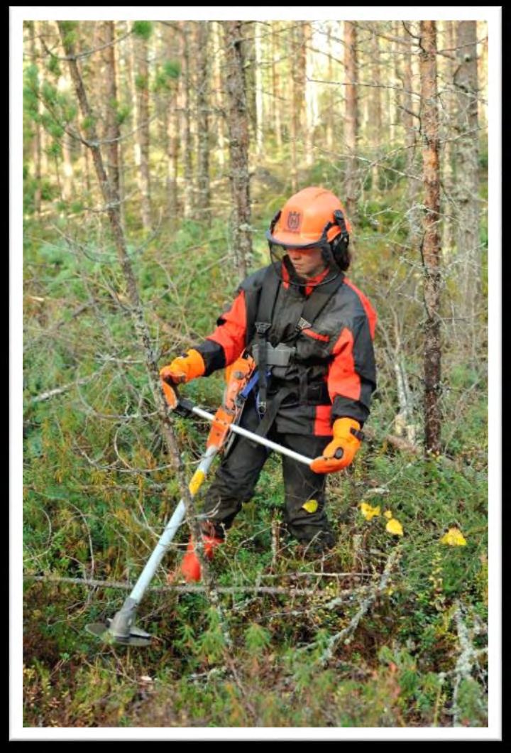 Metsänhoidon työlajit Maanmuokkaus Metsänviljely: Luontainen