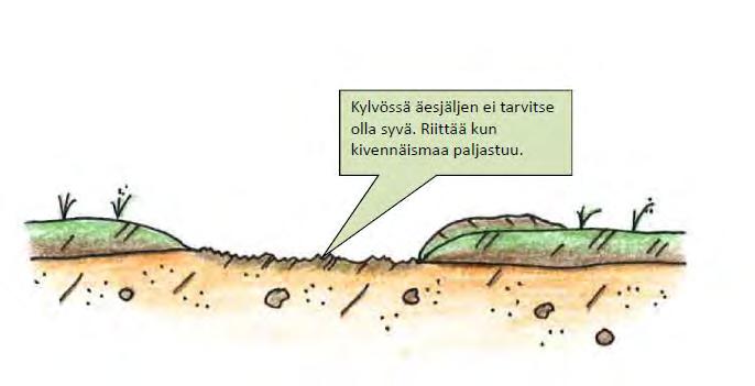 Metsänviljely kylväen