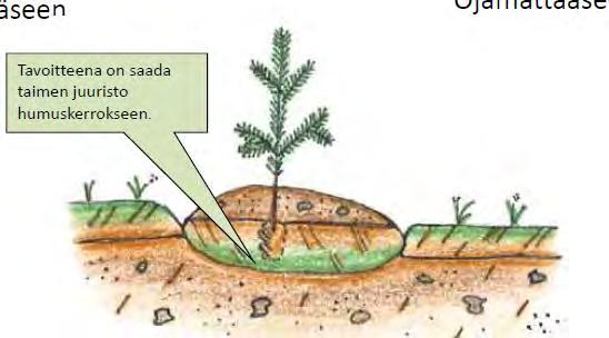 Metsänviljely kylväen tai