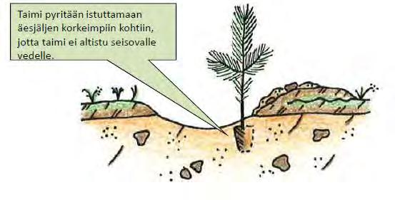 Metsänviljely kylväen tai