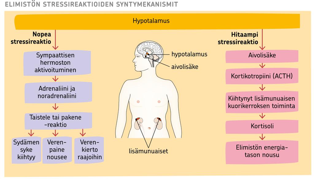 Elimistön