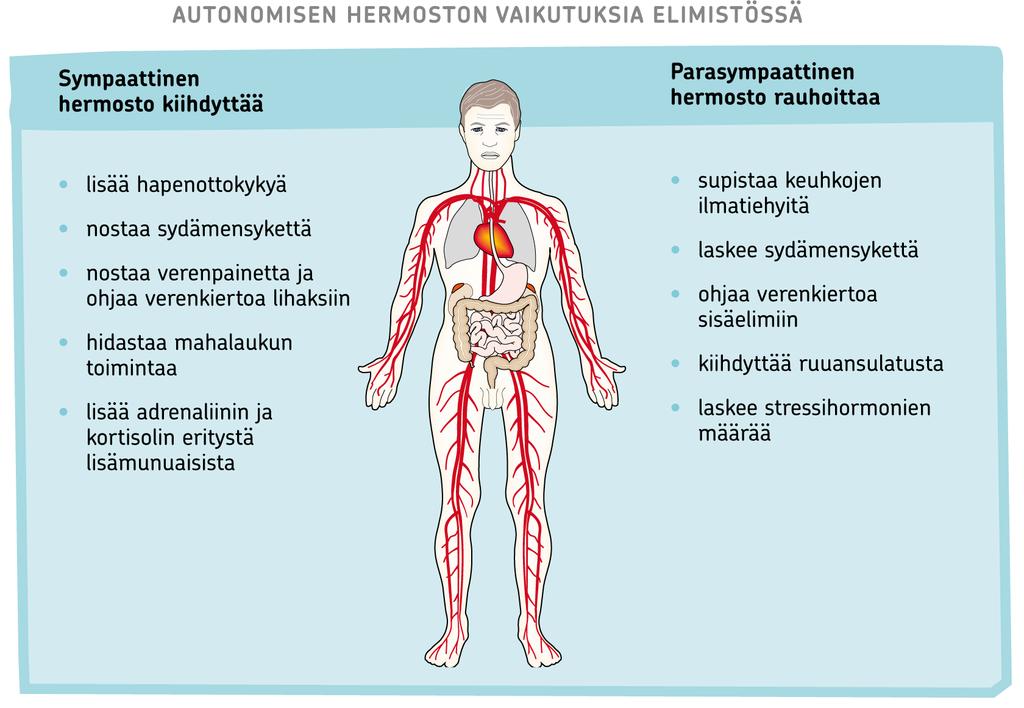 Tunteiden vaikutukset tuntuvat kehossa Autonominen hermosto