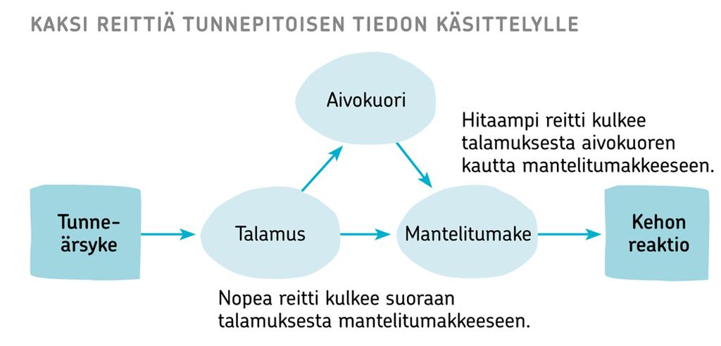 Tunnetiedon käsittely aivoissa Aivoissa ei ole vain yhtä, yksittäistä