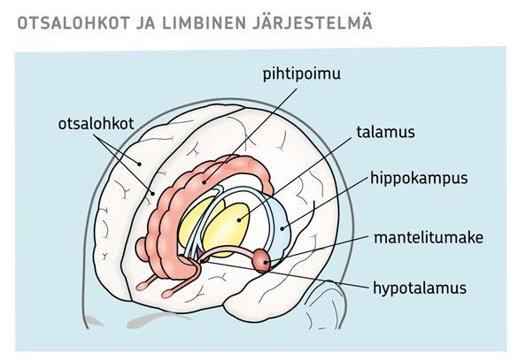 Keskeinen rakenne tunteiden säätelyn kannalta on aivojen sisäosissa sijaitseva