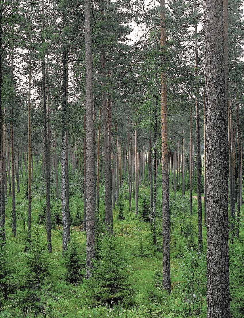 Lyhyt kasvuaika merkitsee hidasta kasvua, joka voi kestää 60 120 vuotta.