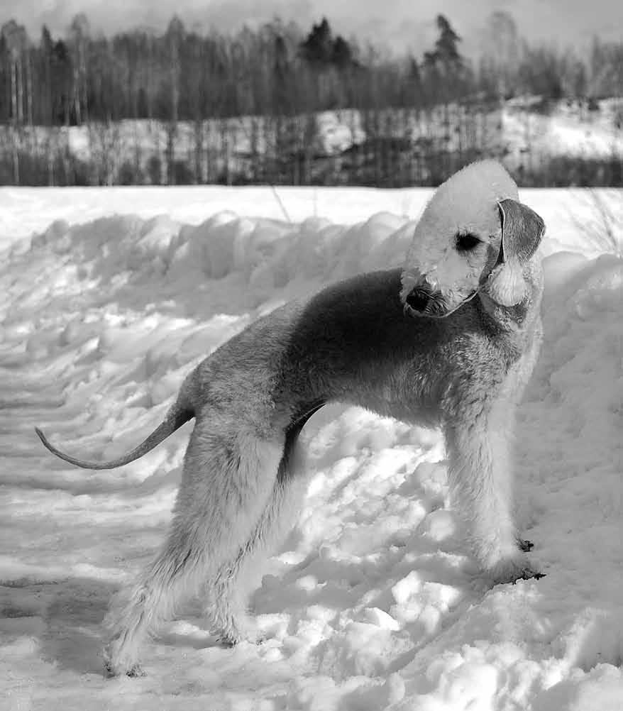 Bedlington