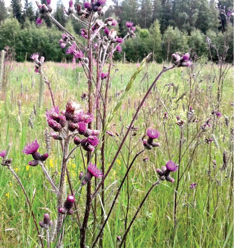 3.17. Suo-ohdake ja pelto-ohdake Cirsium palustre (L.) Scop. Ruots. kärrtistel; Engl. marsh thistle; Saks. Sumpf-Kratzdistel Cirsium arvense (L.) Scop. Ruots. åkertistel; Engl. creeping thistle; Saks.