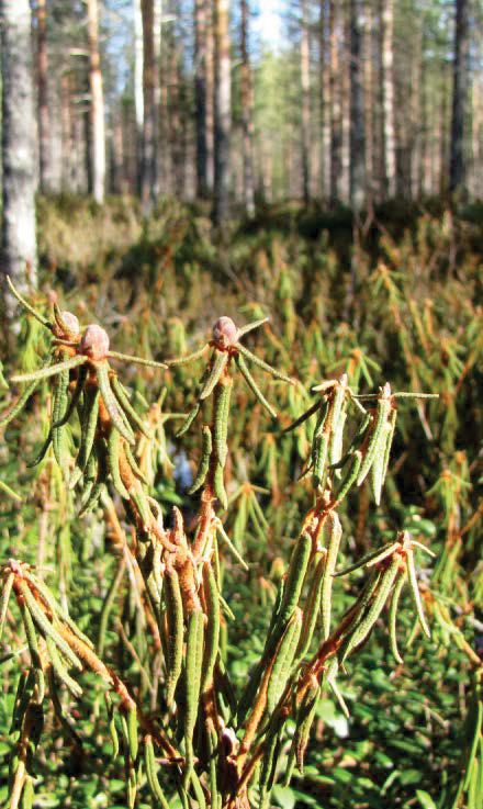 3.18. Suopursu Rhododendron tomentosum Harmaja, syn. Ledum palustre L. Ruots. getpors, skvattram; Engl. marsh labrador tea, northern Labrador tea, wild rosemary; Saks.