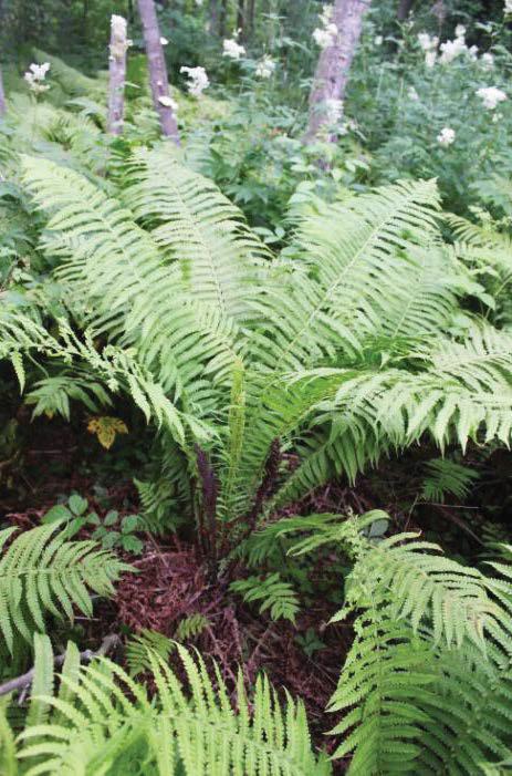 3.3. Kotkansiipi Matteuccia struthiopteris (L.) Todaro, syn. Struthiopteris filicastrum Ruots. strutbräken; Engl. Ostrich fern, fiddlehead; Saks.