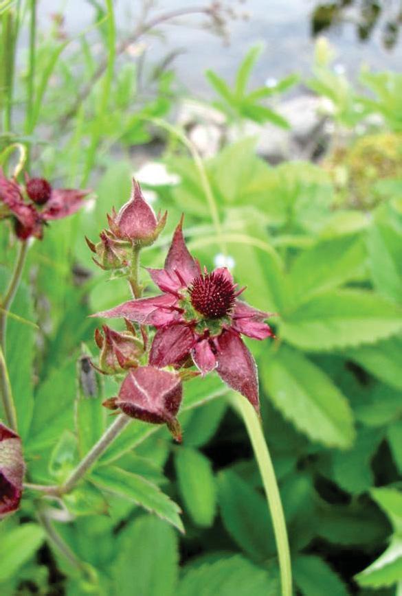 3.4. Kurjenjalka Comarum palustre L., syn. Potentilla palustris L. Ruots. kråkklöver; Engl. purple marshlocks, swamp cinquefoil; Saks.