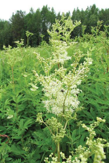 3.6. Mesiangervo, niittymesiangervo Filipendula ulmaria (L.) Maxim., syn. Spiraea ulmaria Ruots. älggräs, älgört; Engl. meadowsweet; Saks.