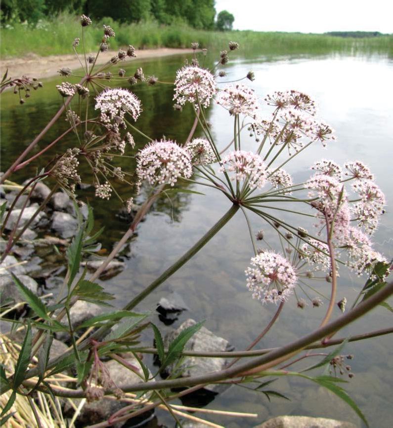 3.7. Myrkkykeiso Cicuta virosa L. Ruots. sprängört; Engl. cowbane, Mackenzie s / northern water hemlock; Saks.