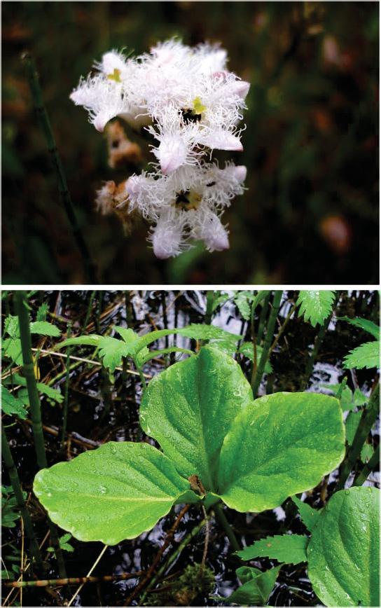 3.12. Raate Menyanthes trifoliata L. Ruots. vattenklöver; Engl. bogbean, buckbean; Saks.