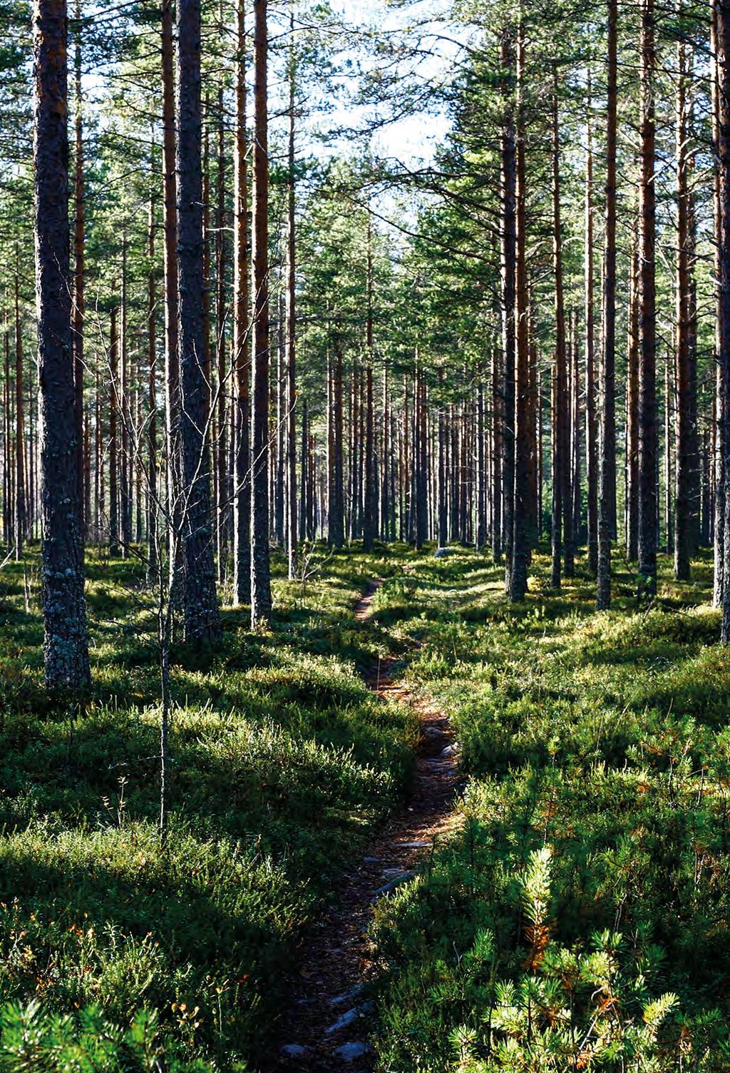 Asuntoihin on saatavilla kattavasti erilaisia lisävarusteita aina ulkoporealtaista laadukkaisiin äänentoistojärjestelmiin.