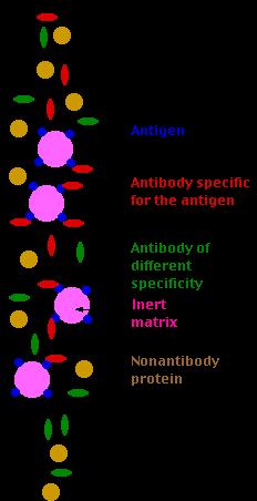 (v) Affiniteettikromatografia (Affinity Chromatography) on kaikkein selektiivisin kromatografialaji, joka perustuu
