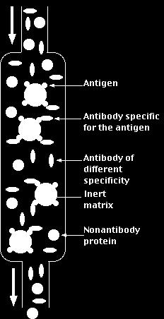 Esimerkiksi kolonnimateriaaliin voidaan kovalenttisesti kytkeä antibodeja, jotka pyydystävät eluentista antigeeneja