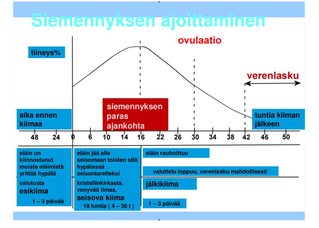Kuva 1. Siemennyksen ajoittaminen oikein (Kilponen 2013). 2 NAUDAN KIIMA 2.1 Kiimaendokrinologia ja -fysiologia Hormoneilla on suuri vaikutus kiiman merkkien ilmenemiseen (taulukko 1).