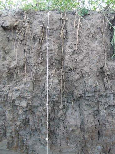 Monipuolinen kasvilajivalikoima Eroja juuristossa juurten määrä syvyyskasvu (nopeus, määrä) kasvudynamiikka juurten paksuus Syysviljat,