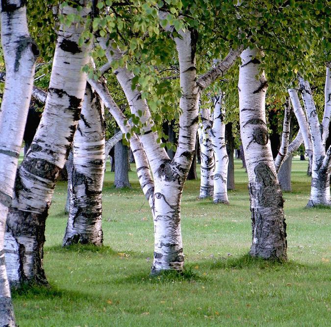 Juhannusjuhla Juhli juhannusta Holman kurssikeskuksen rantamaisemissa Klaukkalassa pe 22.6. klo 15 19! Ohjelmassa on yhteislaulua, musiikkia, pihapelejä, askartelua ja makkaranpaistoa.