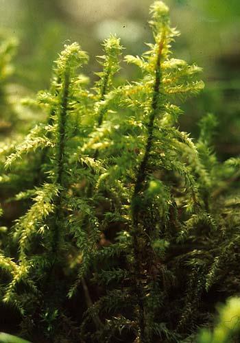 Lehtomaisen kankaan opaskasveja Metsäliekosammal: Suurikokoisimpia sammaliamme, muistuttaa huonokuntoista kuusennärettä Kasvaa pystyssä,