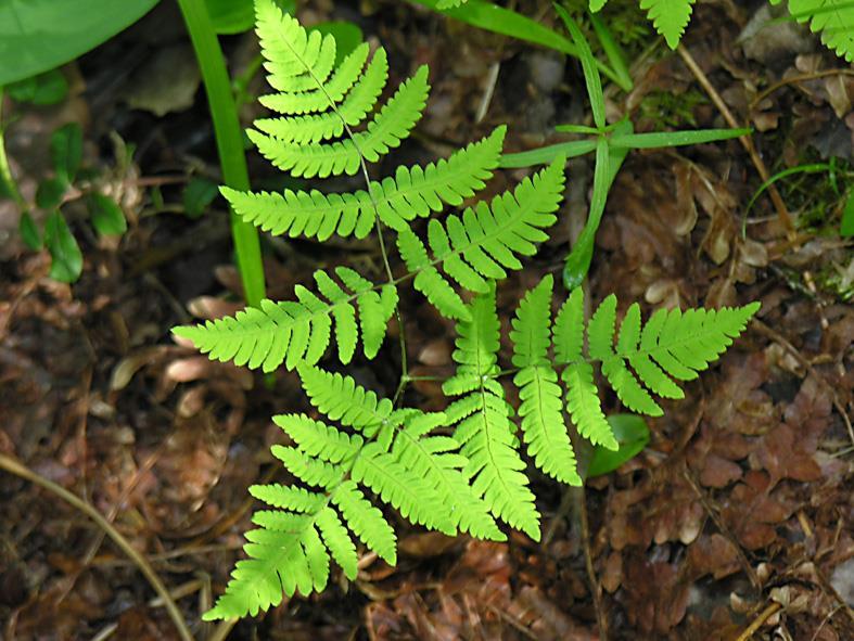 Tuoreen kangasmetsän opaskasvit Metsäimarre: Vaaleanvihreä lehti on kolmiomainen ja koostuu
