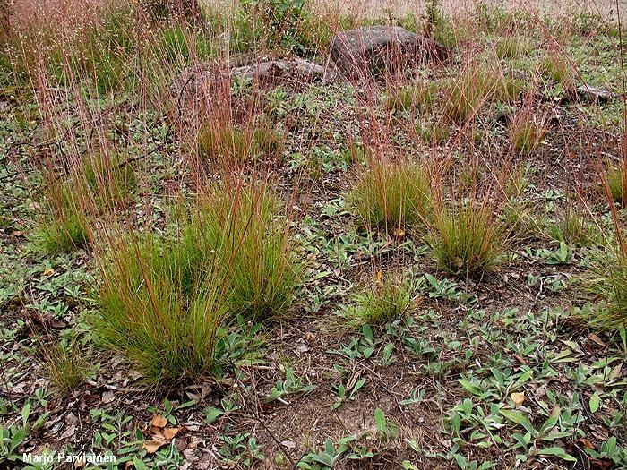 Kuivan kankaan opaskasvit Metsälauha: Mätästävä, yleensä kauttaaltaan punertava