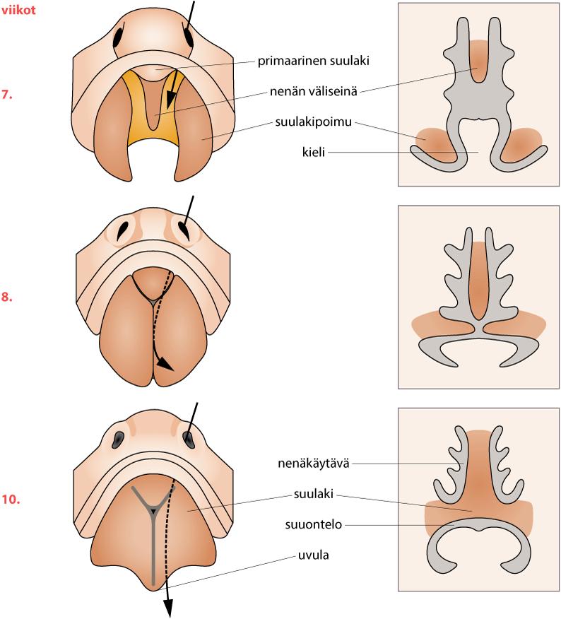 8 Kuva 2. Suulaen kehitys (Thesleff 2015) Suulakipoimujen yhteenliittymisessä tärkeässä roolissa on ulokkeita verhoava epiteeli, joka tarttuu toisen suulakipoimun epiteeliin.