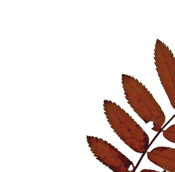 Osa-alueet Kestävyyden indikaattoreita Määritelmä Perustelu Arviointi Ekologinen kestävyys Kestävyyssertifikaateilla varustetut yritykset Kestävyyssertifikaateilla varustettujen yritysten määrä