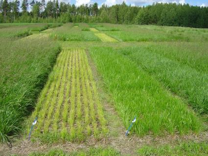 Rehutuotannon ja nurmisiementuotannon yhdistäminen ruokonadan ensimmäisen nurmivuoden sato rehuksi v. 2004 Koejäsenet: 1. Sato siemeneksi ei sängen poistoa 2.