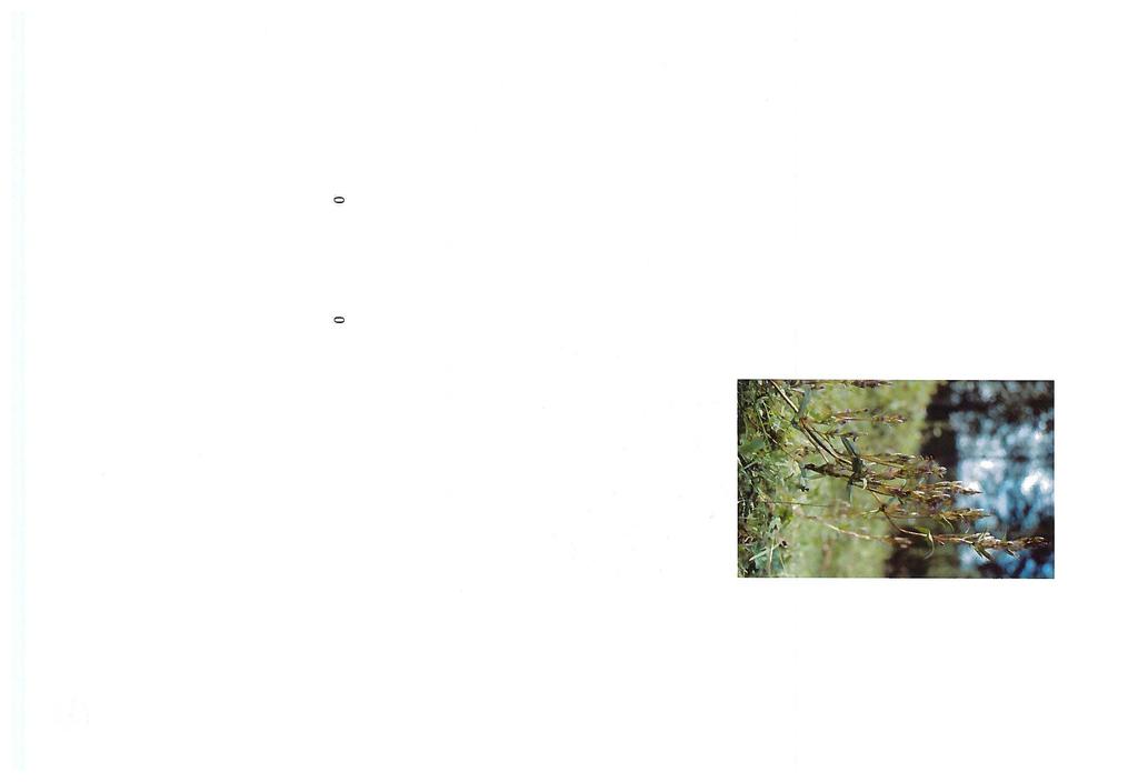 Kuva 1. Viilossa esiintyvä uhanalainen horkkakatkero kuuluu valtakunnallisesti vaarantuneiden luokkaan.