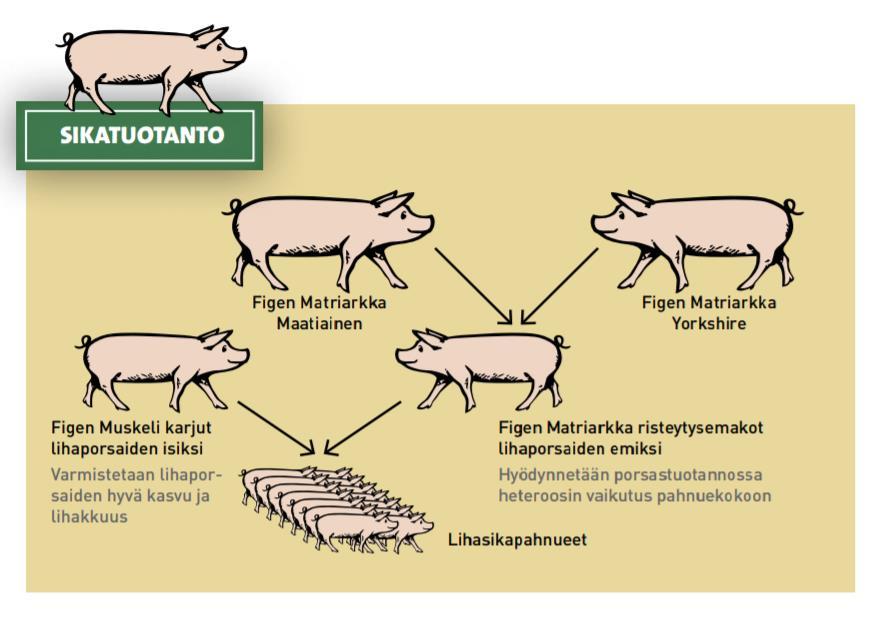 FIGEN-TUOTTEITA ELÄINAINEKSEN PARANTAMISEEN Snellmanin sikaketjun yhtenä pääteemana tänä vuonna on Figenin genetiikan tehokas jalkauttaminen koko Maatiaispossun tuotantoketjuun.