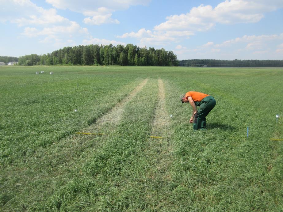 Ammoniumsulfaatin polttovioitus nurmessa 1000 l