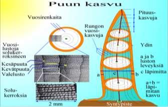 Mauri Timonen Puun kasvun perustekijöitä ovat pituuskasvu, paksuuskasvu ja tilavuuskasvu.