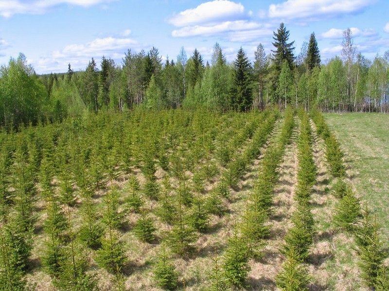 Taimikot Taimikkovahingoissa yleisenä tuhorajana 0,5 ha.