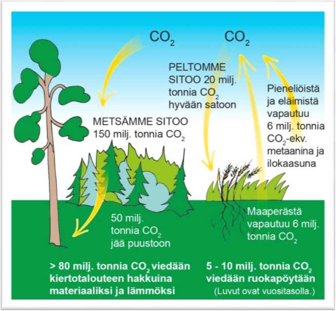 Haaste: Kasvillisuus sitoo ja kierrättää mutta miten mitata ja laskea? Prof. Hannu Ilvesniemi, LUKE 10.1.2017 EP, Brysseli 5.2.2018 Liisa Pietola Lähde: www.tilastokeskus.