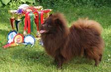 ) : C.I.B.&Fi&Ee&Ru MVA RKFV Pienenpolun Mr Milo & C.I.B.& Fi & Ee & Lv Mva PMV-13 Pienenpolun Princess Sweet Candy. MAKOISAA JOULUNAIKAA JA ONNEA VUODELLE 2017!